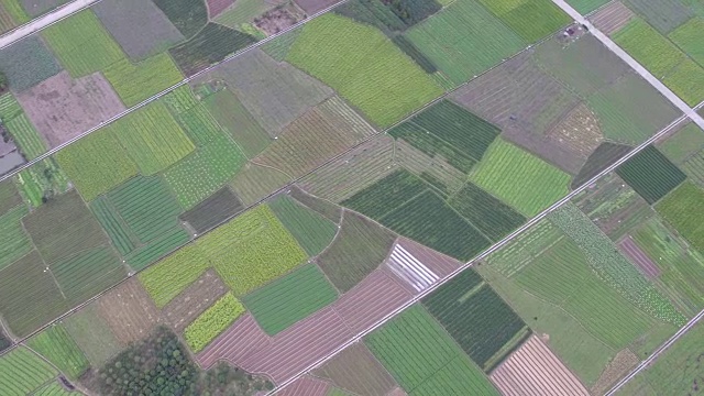 油菜花海