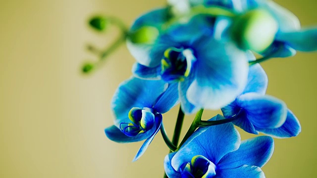 蓝色的兰花植物