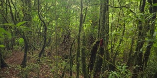 淘洗:深绿色的热带森林
