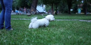 一个人和他的狗在公园里跑步