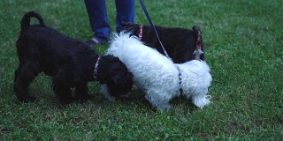 三只快乐的狗在公园里