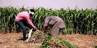 两个农民在绿色的田野里工作
