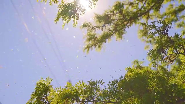 蜂群嗡嗡飞过树枝
