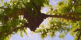 蜂群聚集在一棵树上-近距离