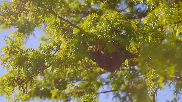 蜂群聚集在树枝上