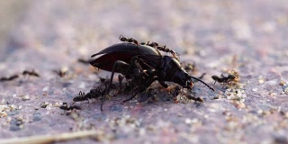 蚂蚁在海滩上回收甲虫