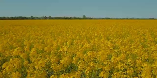 在风的抚摸下飞过成熟的油菜籽的黄色田野。鸟瞰图