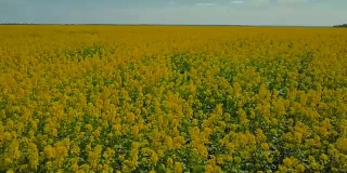 在风的抚摸下飞过成熟的油菜籽的黄色田野。鸟瞰图