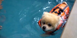 狗在游泳池游泳