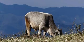 牛在草地上吃草。