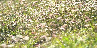 淘金:美丽的草地花