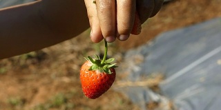农场的新鲜草莓