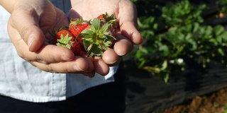 Fresh strawberry at the farm