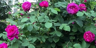 盛开的玫瑰-在灌木上拍摄花