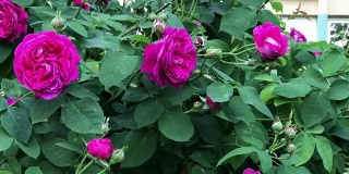 盛开的玫瑰-在灌木上拍摄花