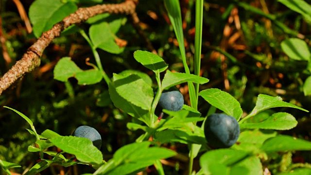 微距摄影:树林里的蓝莓
