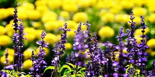 盛开的田野里，紫色的花朵和黄色的花朵模糊了背景。