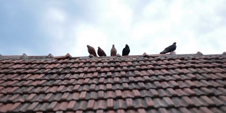 鸽子飞上屋顶