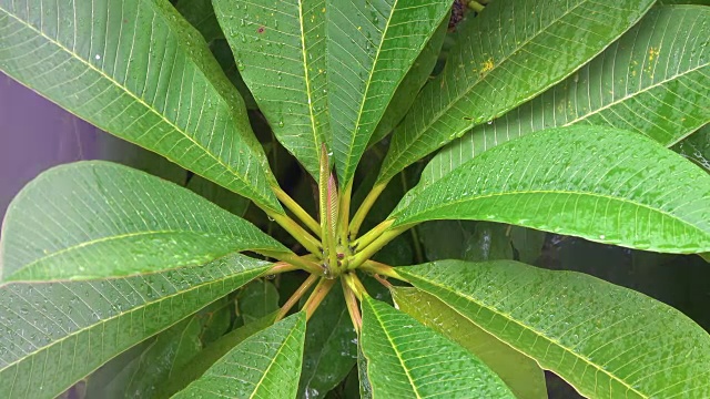 绿植风雨后，泰国清迈省