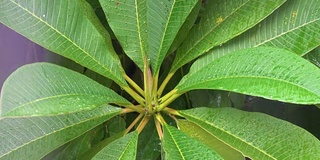 绿植风雨后，泰国清迈省