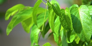 绿植风雨后，泰国清迈省