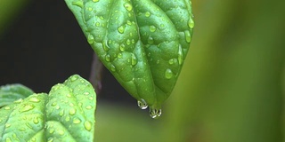 绿植风雨后，泰国清迈省