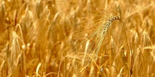 特写-成熟的小麦穗