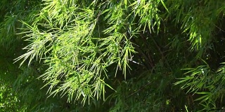 竹叶背景