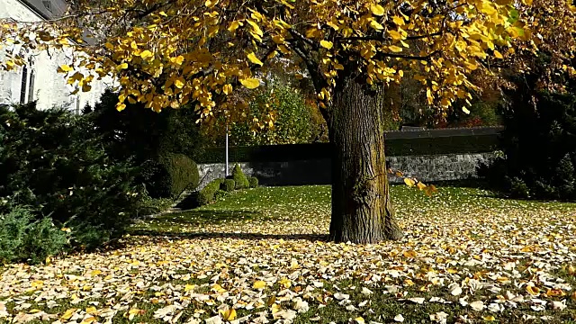 秋风吹过树叶