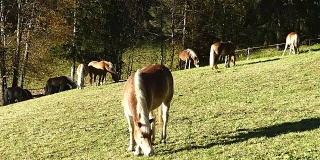 在草地上吃草的马