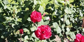 红玫瑰花在花园里
