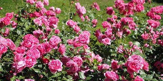 粉红色的玫瑰花在花园里