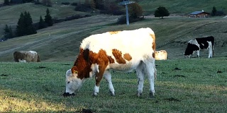 意大利，在草地上吃草的牛