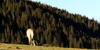意大利，在草地上吃草的马