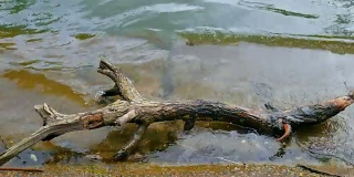 水中有木钩。