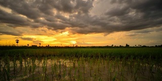 泰国稻田里的日落