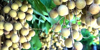 4K泰国龙眼水果季