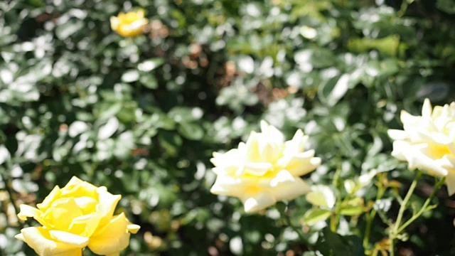 花园里有黄玫瑰花