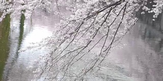 在日本东京早稻田，樱花枝在风中飘扬