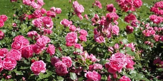 粉红色的玫瑰花在花园里