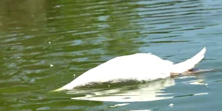 4k:鹅在水里玩