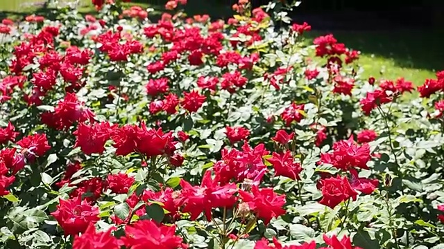 红玫瑰花在花园里