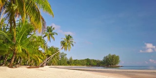 海滩上的棕榈树