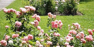 一个玫瑰花坛