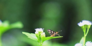 蜜蜂在花上飞行的慢镜头