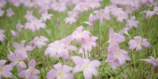 和风百合或雨百合，摄影车拍摄