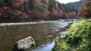 仙鹤拍摄:日本名古屋红叶秋园视频素材模板下载