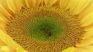 壮观的向日葵开花视频素材模板下载