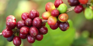 生咖啡豆
