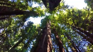 红杉森林视频素材模板下载